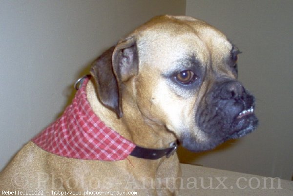 Photo de Boxer