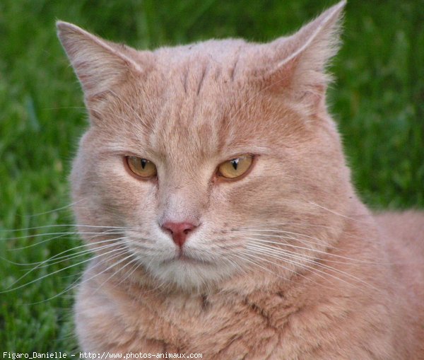 Photo de Chat domestique