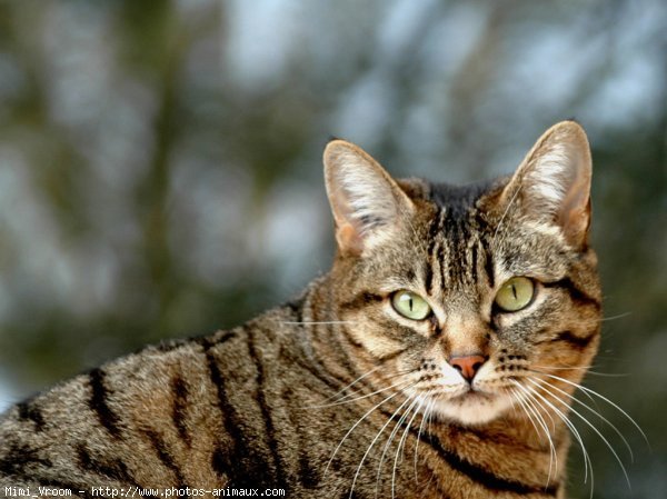 Photo de Chat domestique