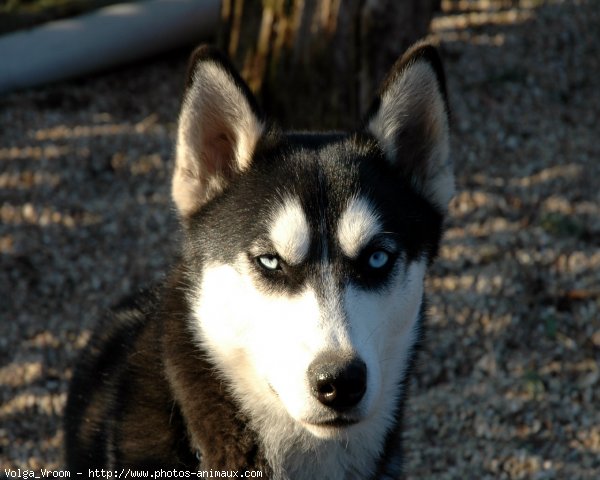 Photo de Husky siberien