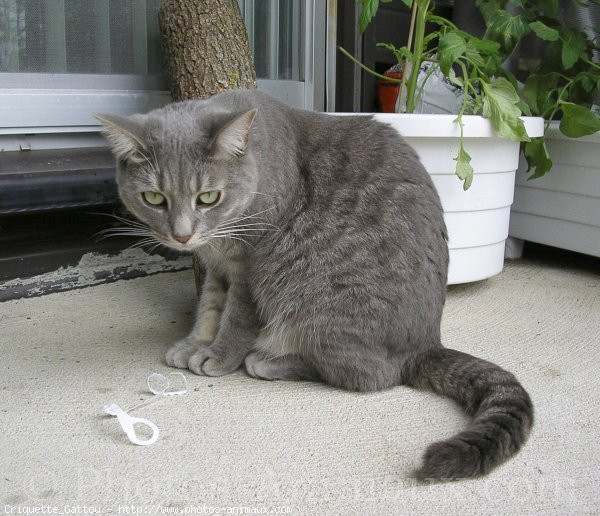 Photo de Chat domestique