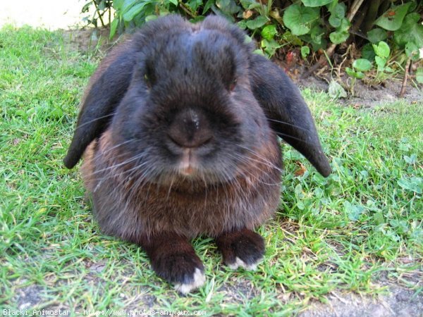 Photo de Lapin