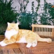 Photo d'Exotic shorthair