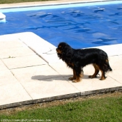 Photo de Cavalier king charles spaniel