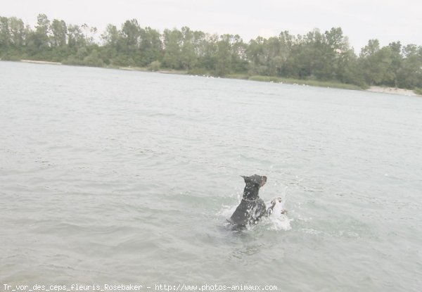 Photo de Dobermann