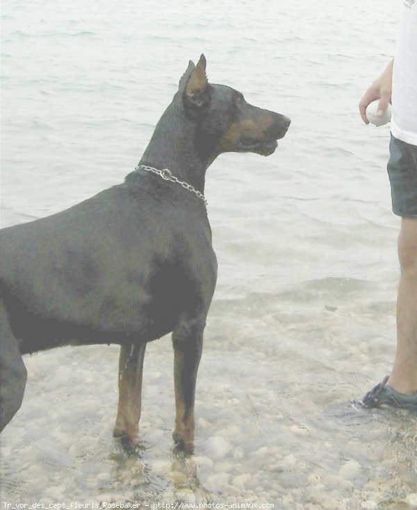 Photo de Dobermann