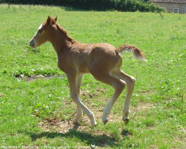 Photo de Haflinger