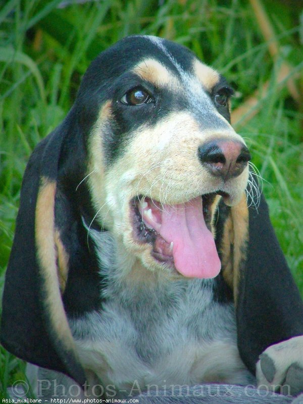 Photo de Basset bleu de gascogne