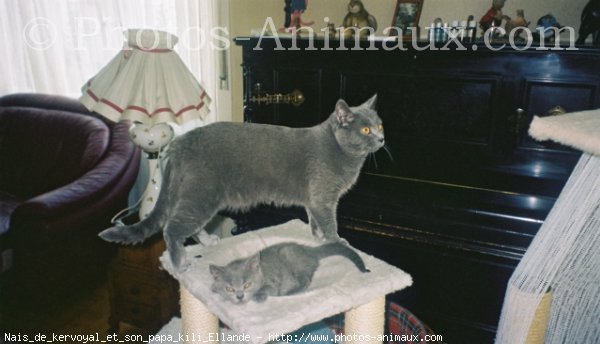 Photo de Chartreux