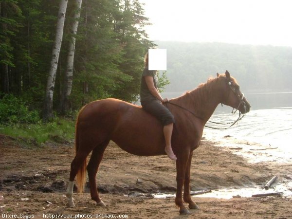 Photo de Quarter horse