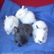 Photo de Lapin