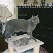 Photo de Chartreux