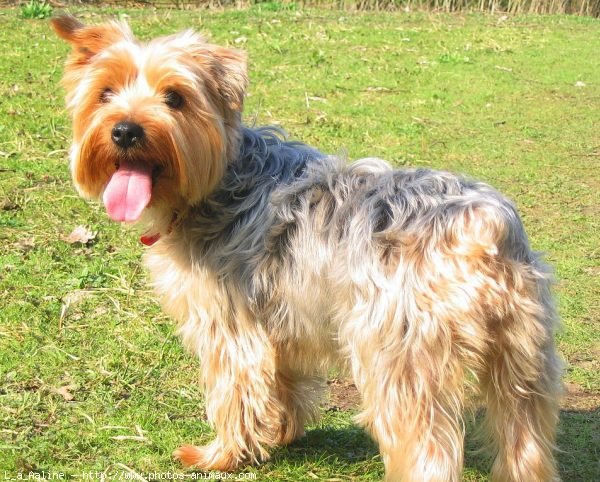 Photo de Yorkshire terrier