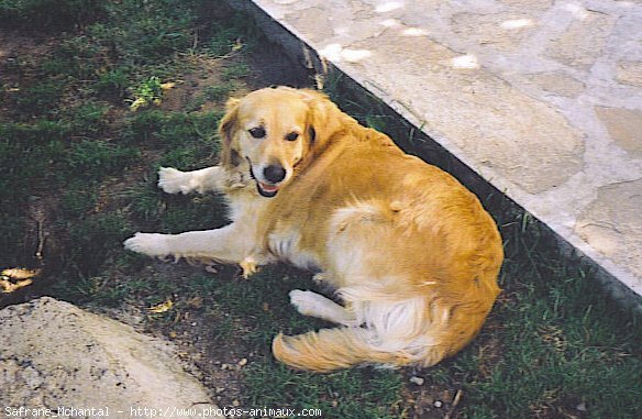 Photo de Golden retriever