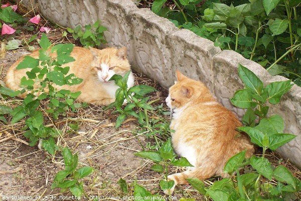 Photo de Chat domestique