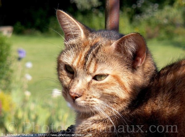 Photo de Chat domestique