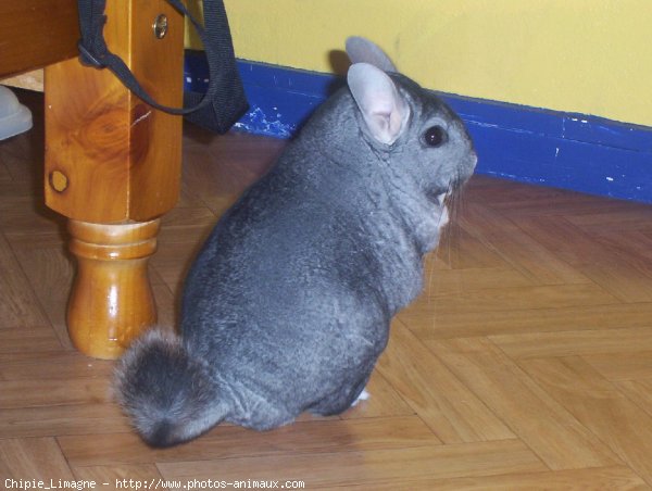 Photo de Chinchilla