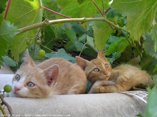 Photo de Chat domestique