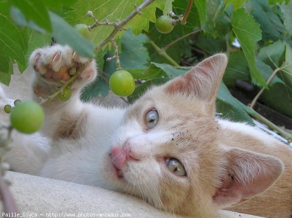 Photo de Chat domestique