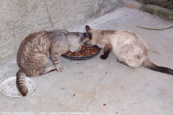 Photo de Races diffrentes