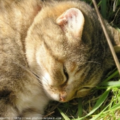 Photo de Chat domestique