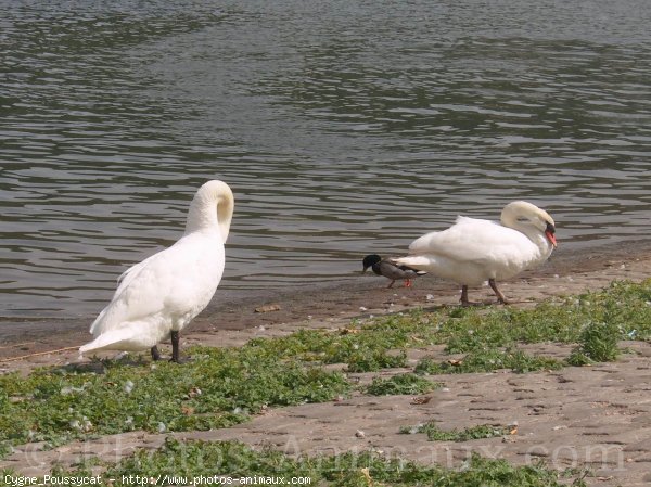 Photo de Cygne