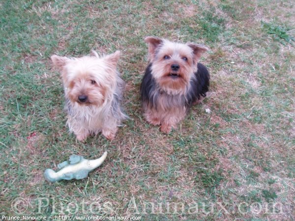 Photo de Yorkshire terrier