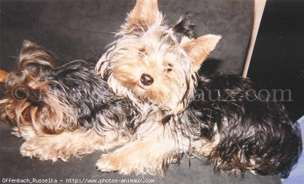 Photo de Yorkshire terrier