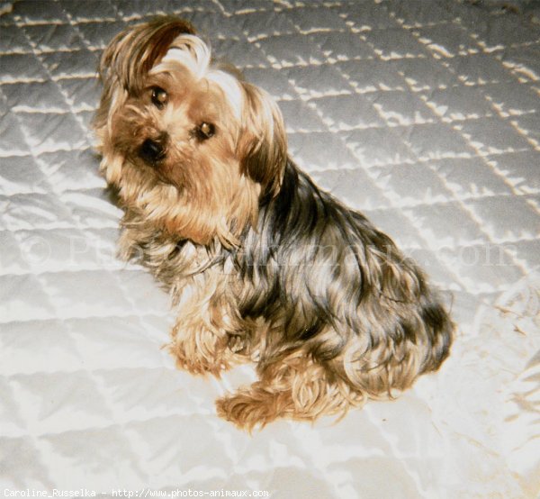 Photo de Yorkshire terrier