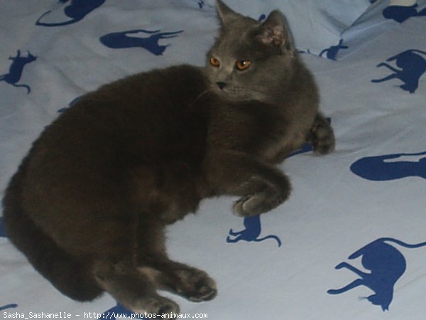 Photo de Chartreux