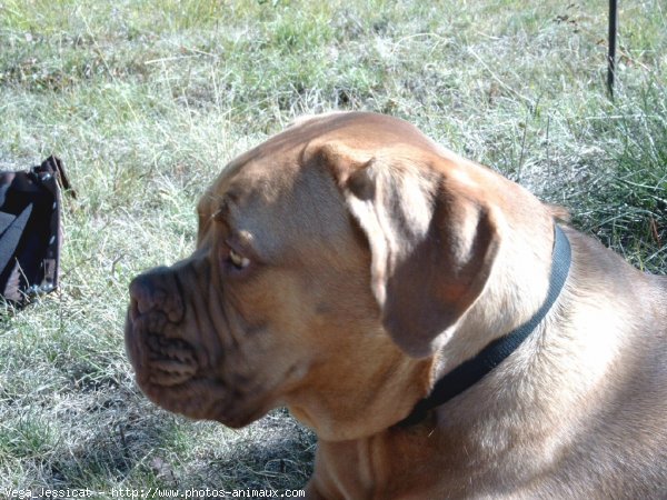 Photo de Dogue de bordeaux