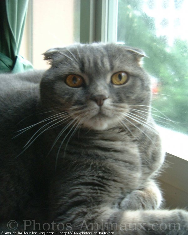 Photo de Scottish fold