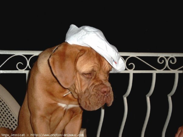 Photo de Dogue de bordeaux