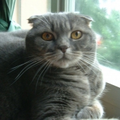 Photo de Scottish fold