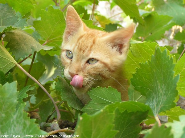 Photo de Chat domestique