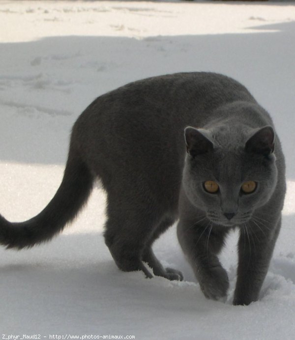 Photo de Chartreux