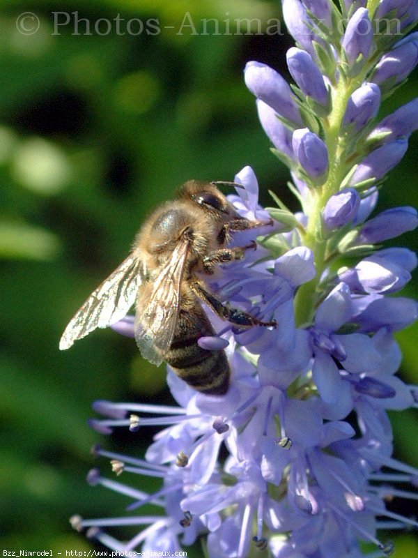 Photo d'Abeille