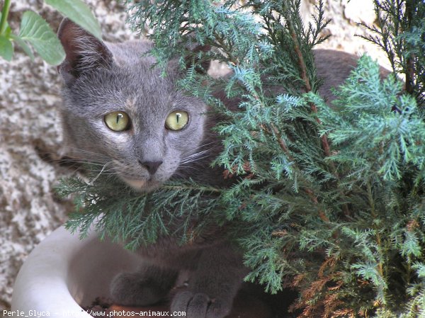 Photo de Chat domestique