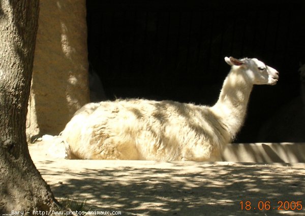 Photo de Lama