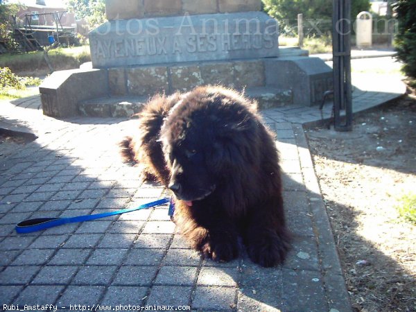 Photo de Chien de terre-neuve