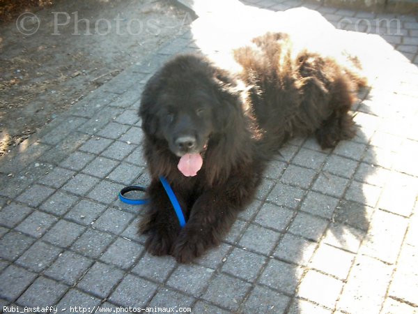 Photo de Chien de terre-neuve