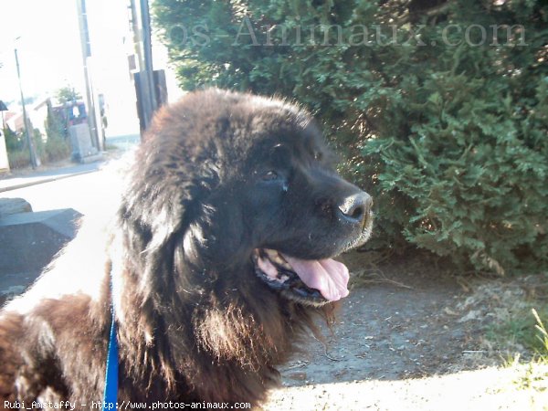 Photo de Chien de terre-neuve