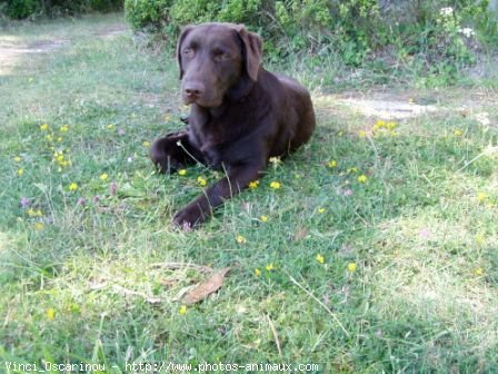 Photo de Labrador retriever