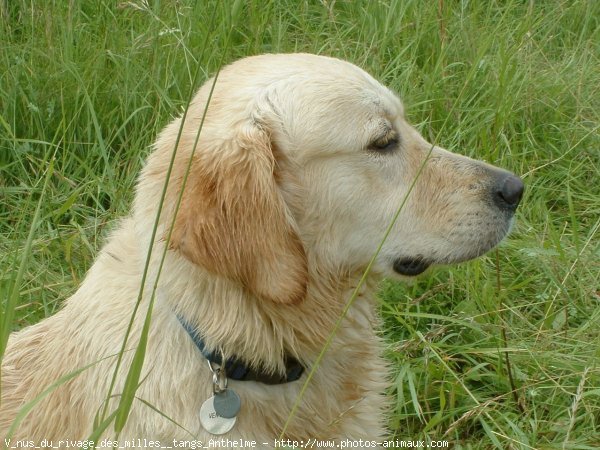 Photo de Golden retriever