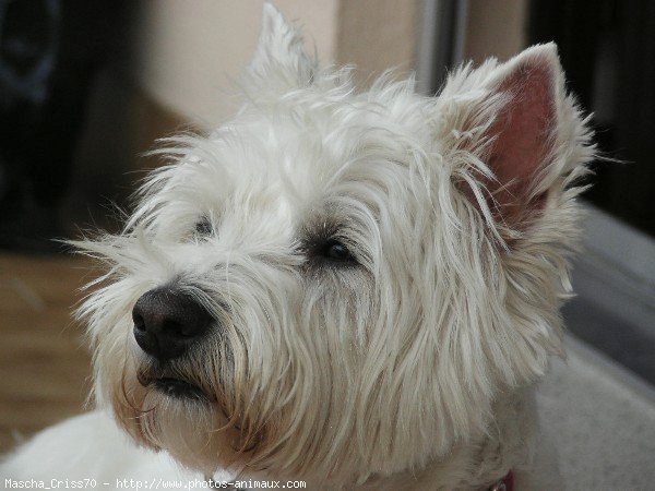 Photo de West highland white terrier