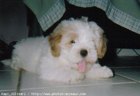 Photo de Lhassa apso