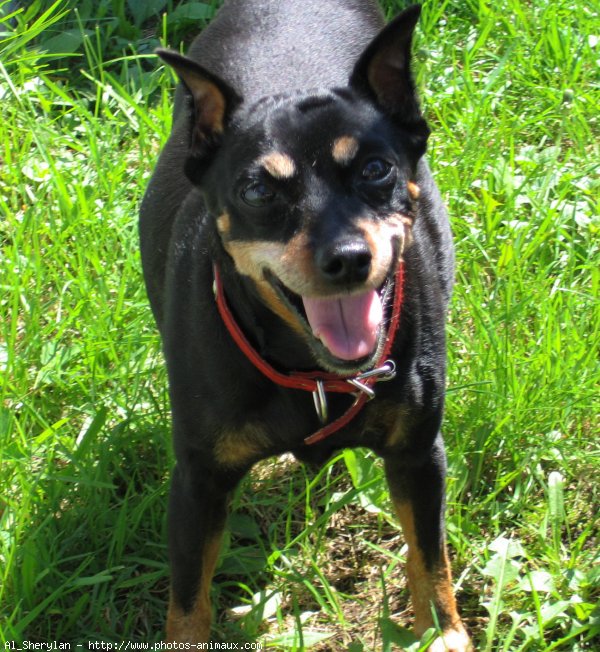 Photo de Pinscher nain