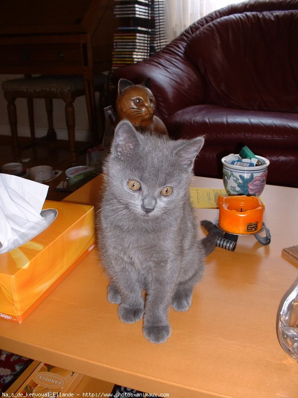 Photo de Chartreux