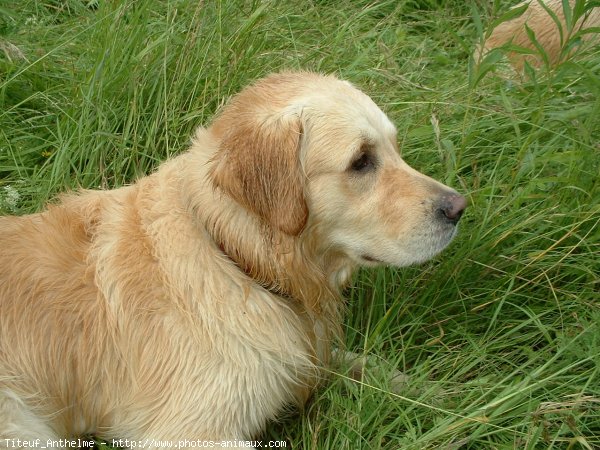 Photo de Golden retriever