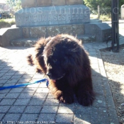 Photo de Chien de terre-neuve